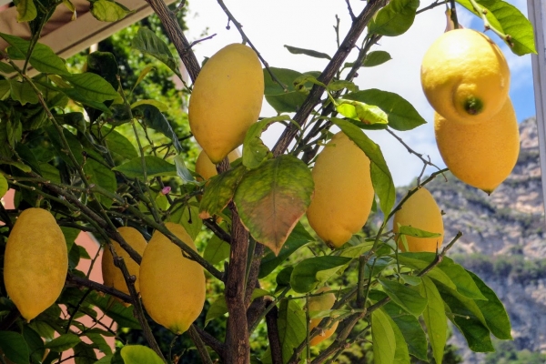 Zdjęcie z Włoch - wychodzimy ze statku i od razu witają nas... cytryny - absolutne Królowe Positano!