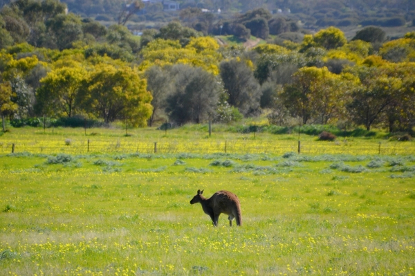 Zdjęcie z Australii - Onkaparinga River National Park