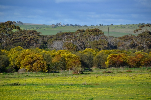 Zdjęcie z Australii - Mokradla Ngangkiparri, mokradka szamanow