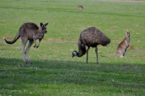 Zdjęcie z Australii - Kangury i strusie emu pasly sie zgodnie i gromadnie na wielkiej polanie za naszym osrodkiem