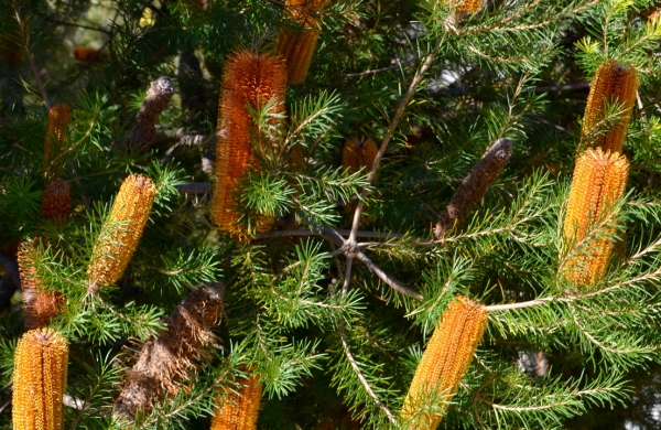 Zdjęcie z Australii - Australijska flora