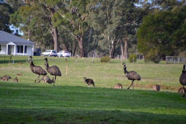 Zdjęcie z Australii - Polana za naszym osrodkiem w Halls Gap