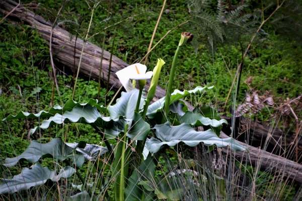 Zdjęcie z Australii - Kalie rosnace nad strumieniem Fyans Creek