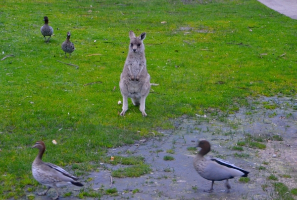 Zdjęcie z Australii - Kosiarki :) 