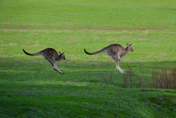 Zdjęcie z Australii - Skaczcie do gory jak kangury :)