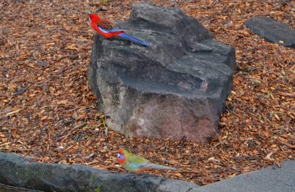 Zdjęcie z Australii - Rozelle krolewskie w Halls Gap