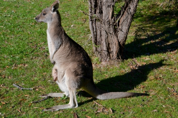 Zdjęcie z Australii - Mama z dzieckiem :)