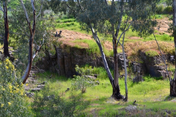 Zdjęcie z Australii - Nad strumieniem Christies Creek