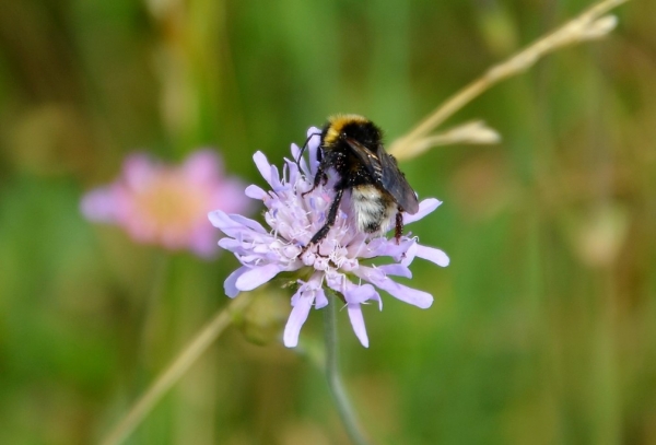 Zdjęcie z Polski - Fauna i flora 