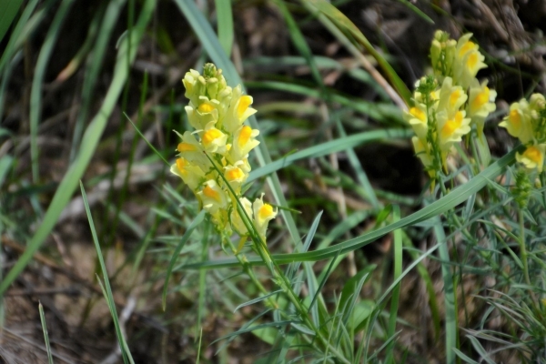 Zdjęcie z Polski - Flora Gor Pieprzowych