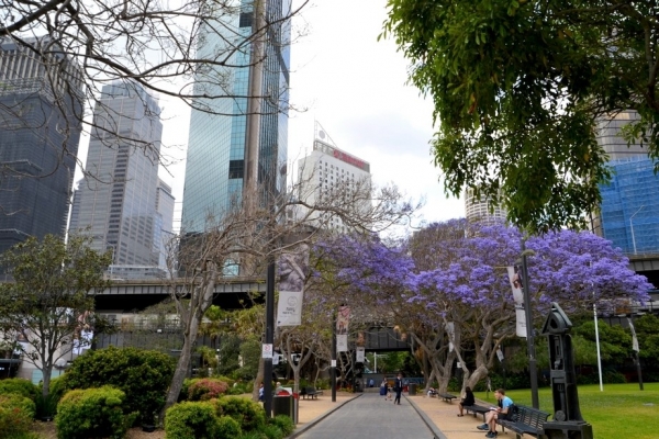 Zdjęcie z Australii - Listopad - klwitna jacarandy :)