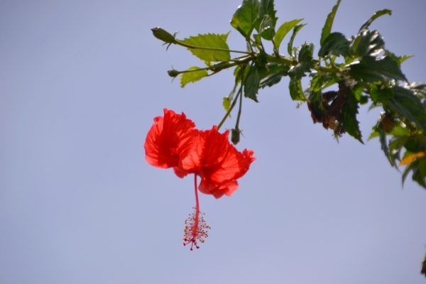 Zdjęcie z Wysp Morza Koralowego - Flora upieksza troche brzydkie miasto