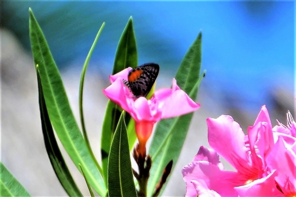 Zdjęcie z Vanuatu - Fauna i flora 