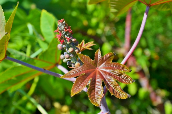 Zdjęcie z Vanuatu - Melanezyjska flora