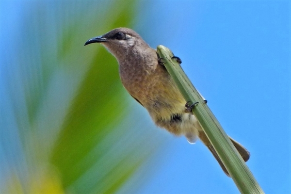 Zdjęcie z Vanuatu - Chyba miodojadek szarouchy