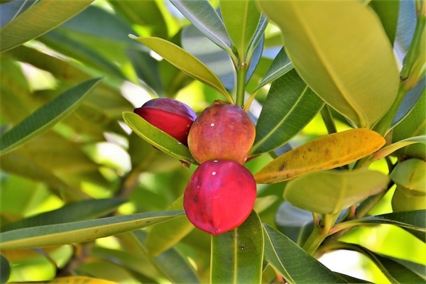 Zdjęcie z Vanuatu - Melanezyjska flora