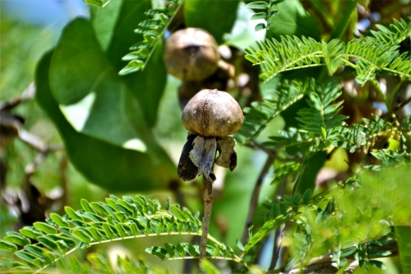 Zdjęcie z Vanuatu - Melanezyjska flora