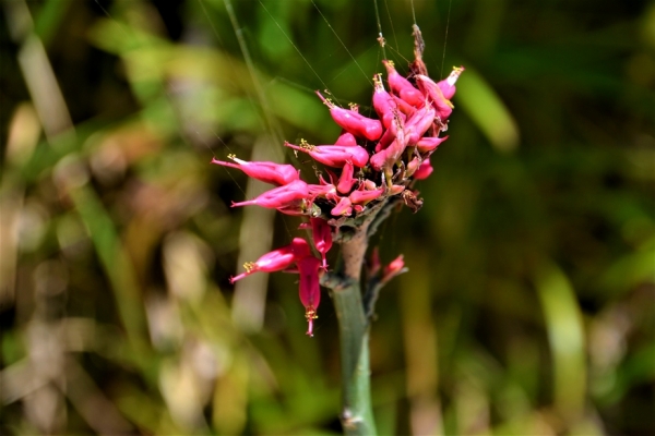 Zdjęcie z Vanuatu - Melanezyjska flora