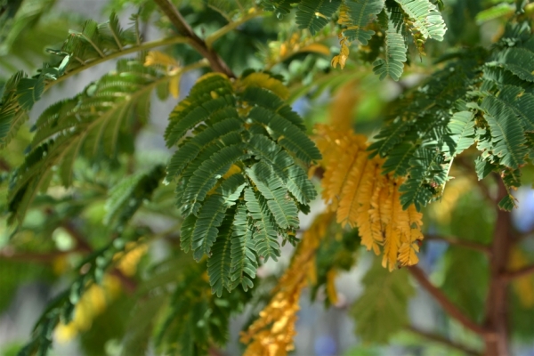 Zdjęcie z Vanuatu - Melanezyjska flora