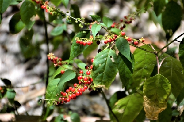 Zdjęcie z Vanuatu - Melanezyjska flora