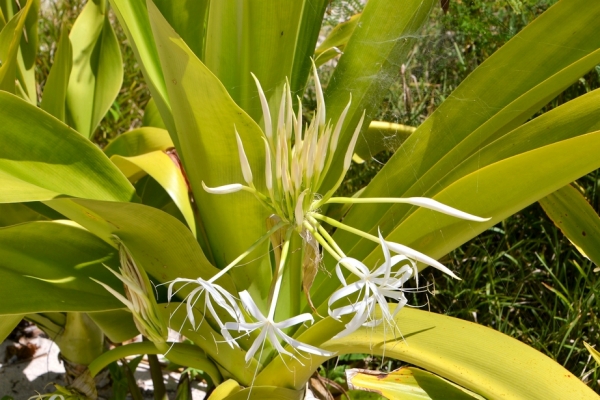 Zdjęcie z Vanuatu - Melanezyjska flora