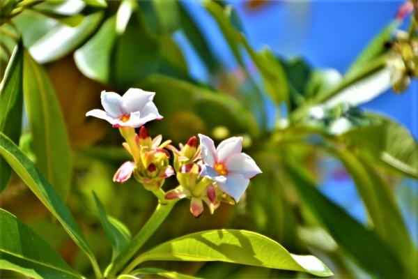 Zdjęcie z Vanuatu - Melanezyjska flora