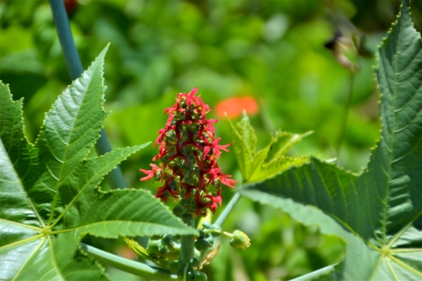 Zdjęcie z Vanuatu - Melanezyjska flora