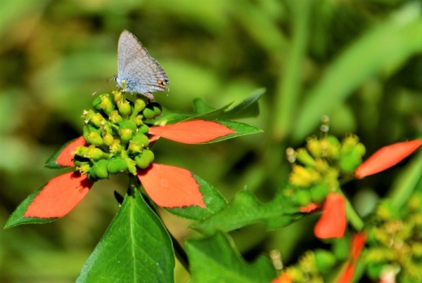 Zdjęcie z Vanuatu - Fauna i flora 