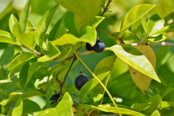 Zdjęcie z Vanuatu - Melanezyjska flora