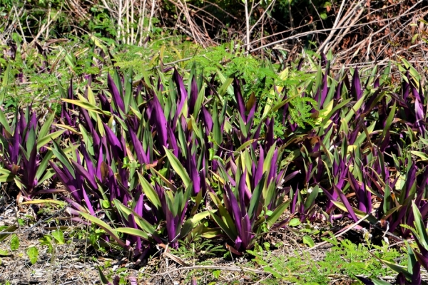 Zdjęcie z Vanuatu - Flora