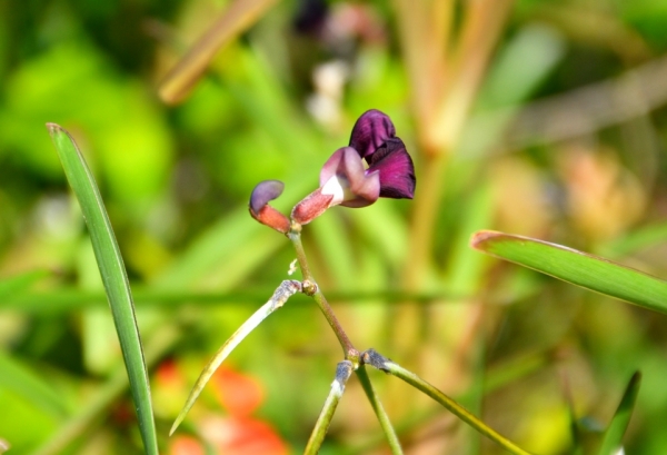 Zdjęcie z Vanuatu - Melanezyjska flora