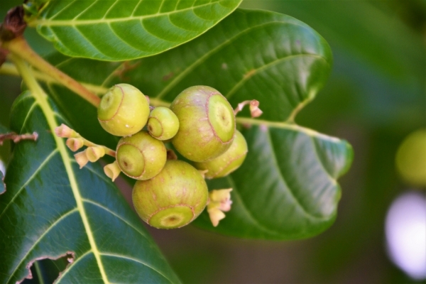 Zdjęcie z Vanuatu - Melanezyjska flora