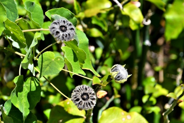 Zdjęcie z Vanuatu - Melanezyjska flora