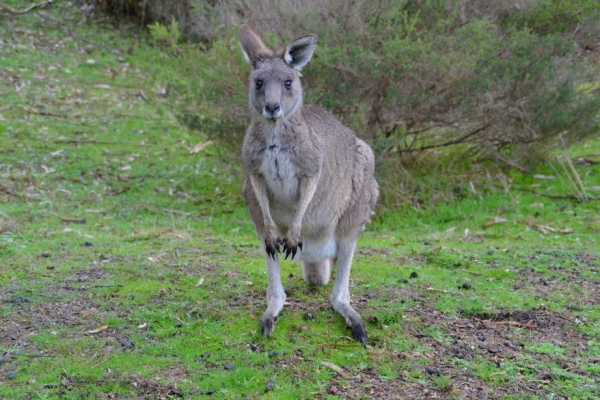 Zdjęcie z Australii - Zmokniety kangur