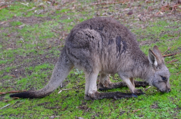 Zdjęcie z Australii - Kangury mokna a my wchodzimy do aborygenskiego centrum