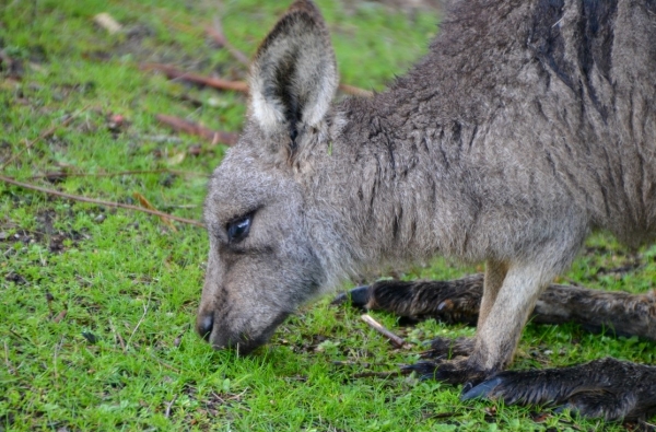 Zdjęcie z Australii - Kangurkowi deszcz nie psuje apetytu :)