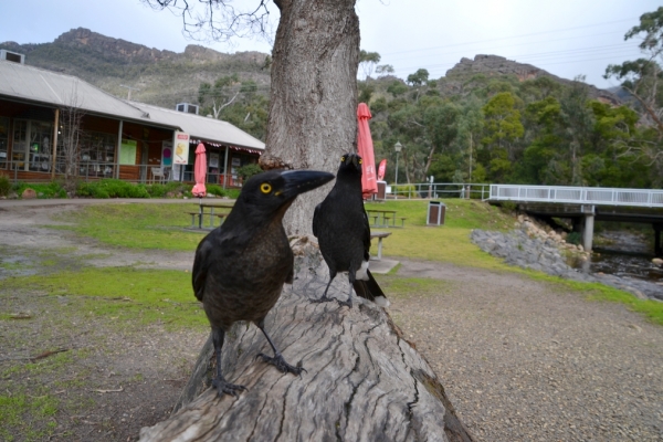 Zdjęcie z Australii - Ciekawskie strepery w Halls Gap