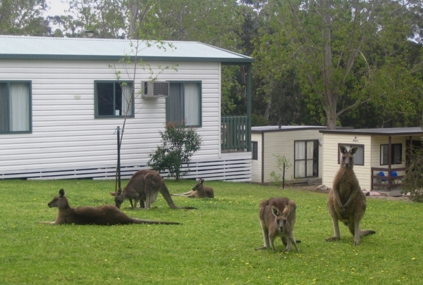 Zdjęcie z Australii - Kangury na terenie osrodka