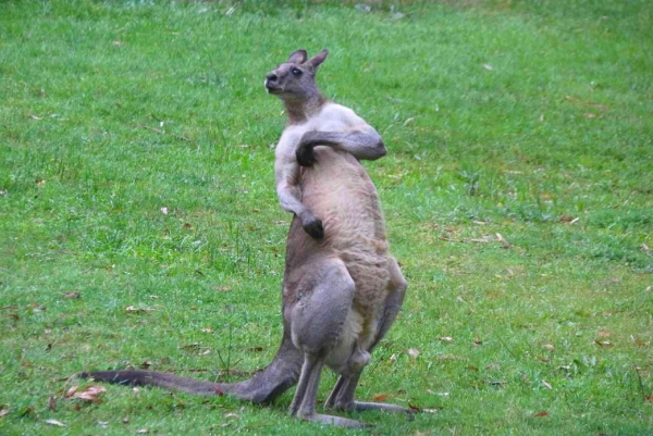 Zdjęcie z Australii - Cos mnie swedzi pod pacha :)