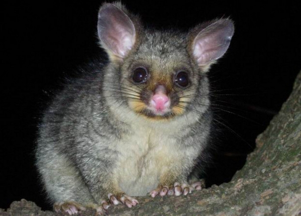 Zdjęcie z Australii - Possum na terenie naszego osrodka