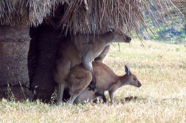 Zdjęcie z Australii - Ho hooo! Pierwszy raz widzimy kangurze bara bara :)