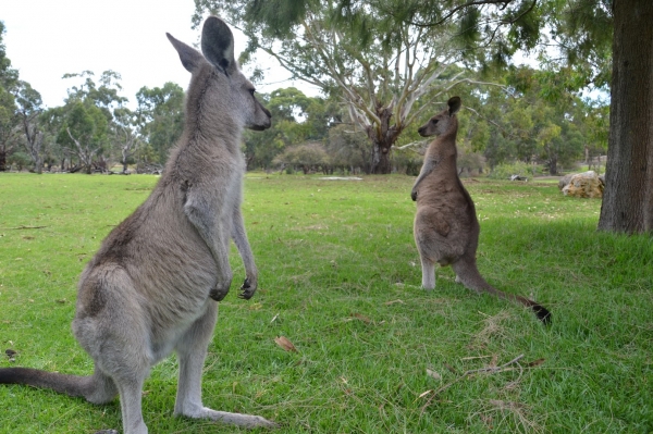 Zdjęcie z Australii - Kangurki sierotki