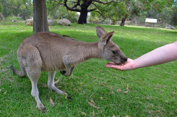 Zdjęcie z Australii - No prosze bardzo :)