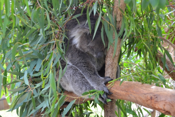 Zdjęcie z Australii - Koalowa sjesta