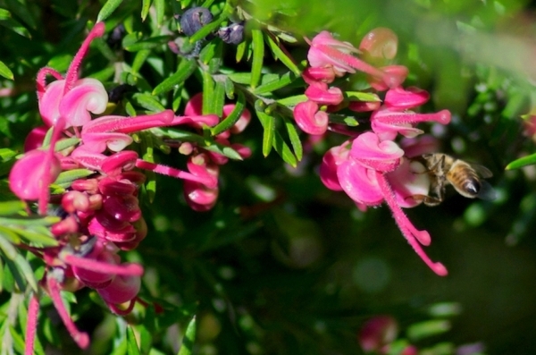 Zdjęcie z Australii - Flora