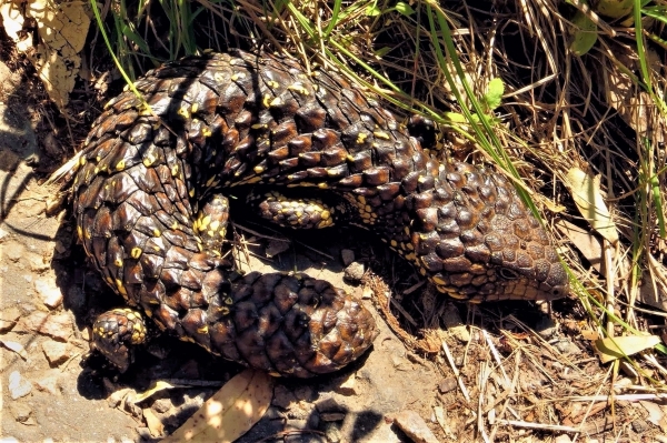 Zdjęcie z Australii - Scynk krótkoogonowy, tym razem na wolnosci