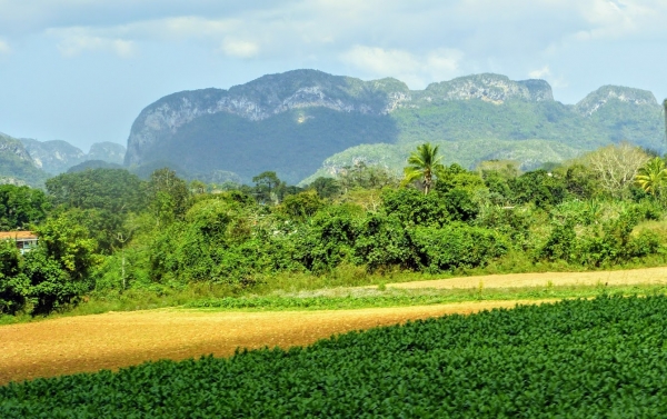 Zdjęcie z Kuby - Dolina Vinales - tytoniowe zagłębie Kuby