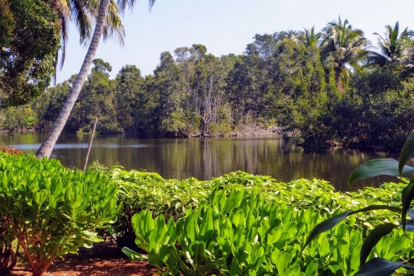 Zdjęcie z Kuby - na terenie Parku Narodowego Cienaga de Zapata