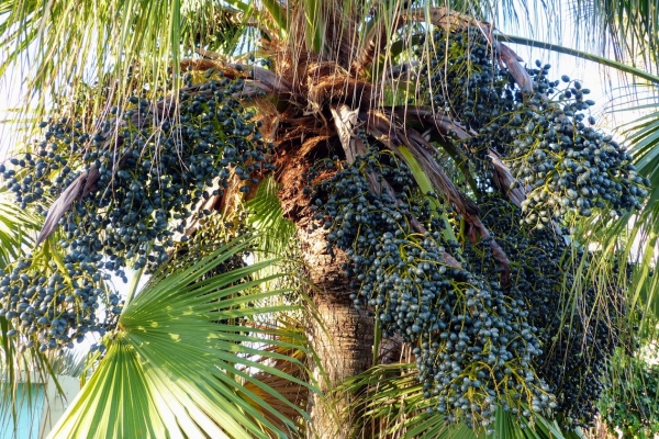 Zdjęcie z Kuby - owocowy obłęd na palmie