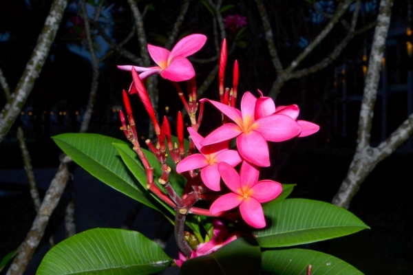 Zdjęcie z Tajlandii - Frangipani - zapach tropikow